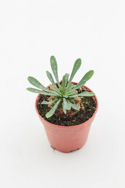 Euphorbia Japonica