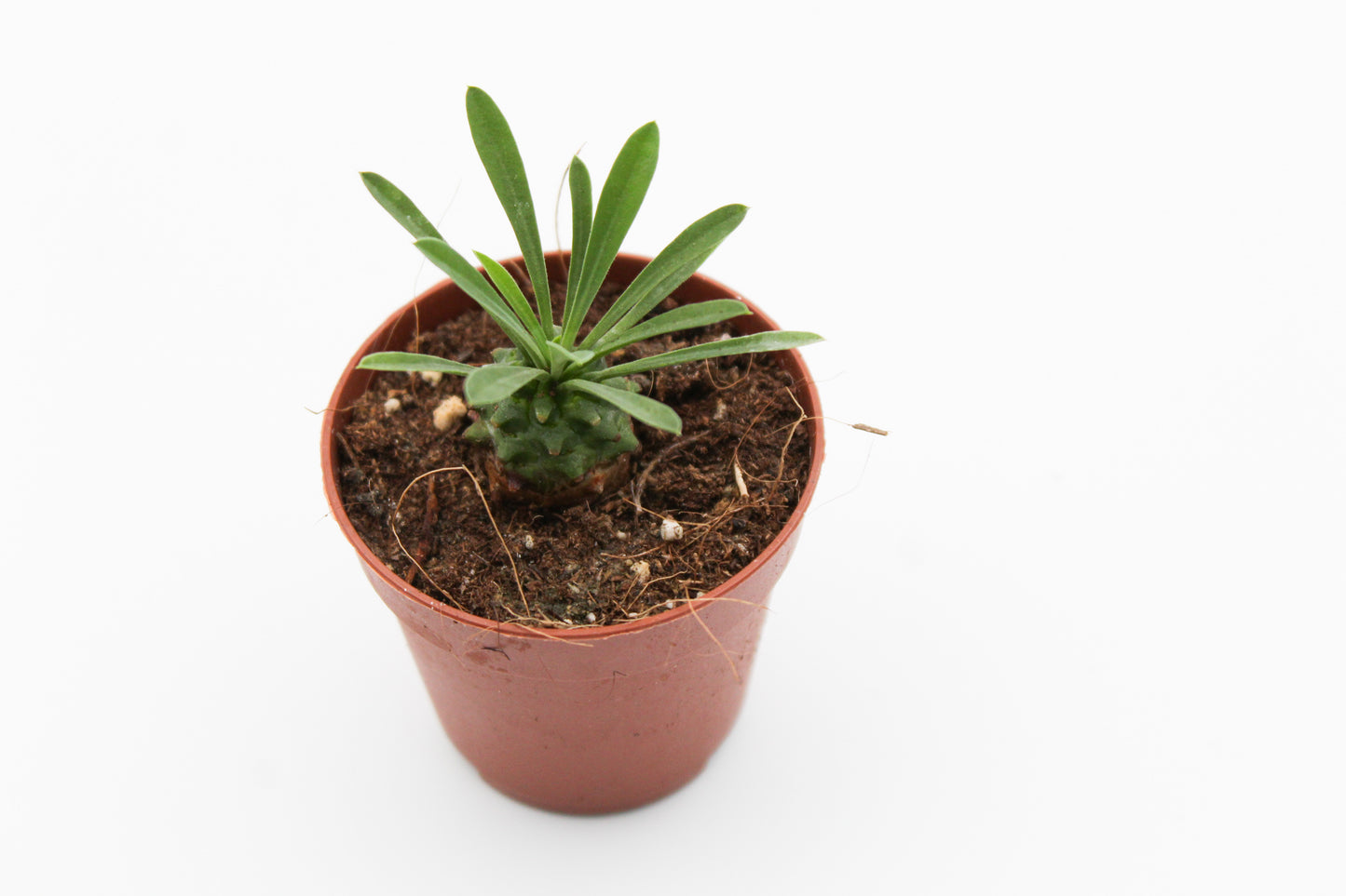 Euphorbia X Japonica