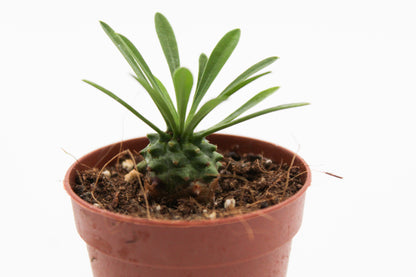 Euphorbia X Japonica