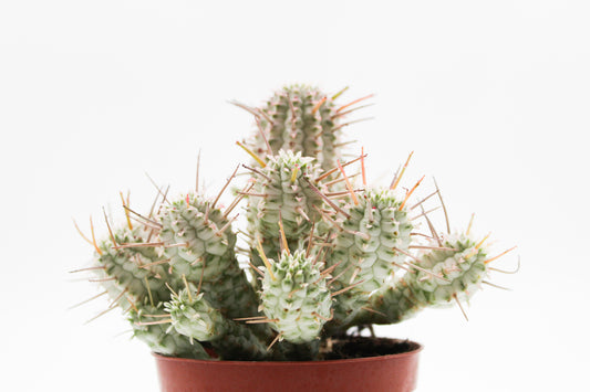 Euphorbia Mammillaris variegata
