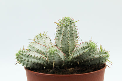 Euphorbia Mammillaris variegata