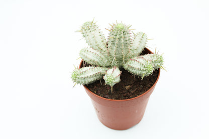 Euphorbia Mammillaris variegata