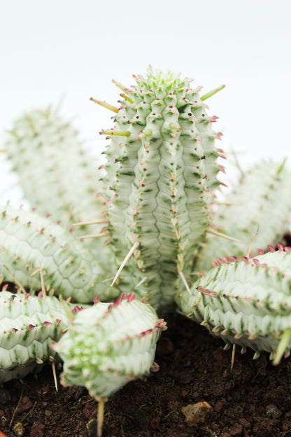 Euphorbia Mammillaris variegata