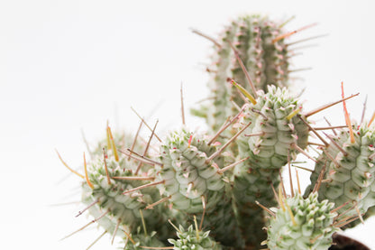 Euphorbia Mammillaris variegata