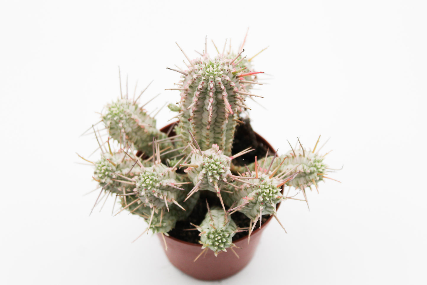 Euphorbia Mammillaris variegata
