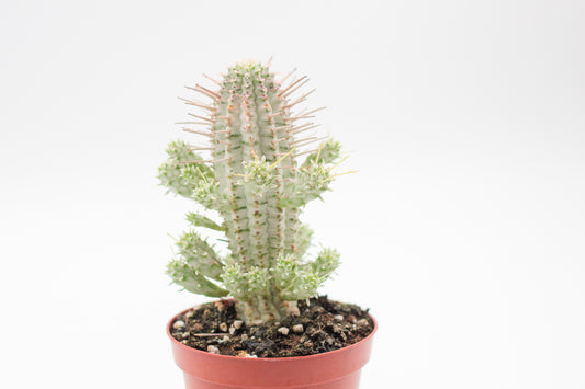 Euphorbia Mammillaris variegata