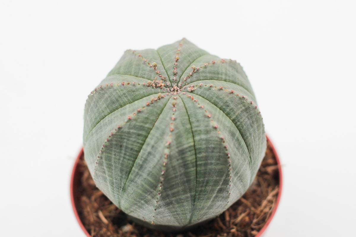Euphorbia obesa