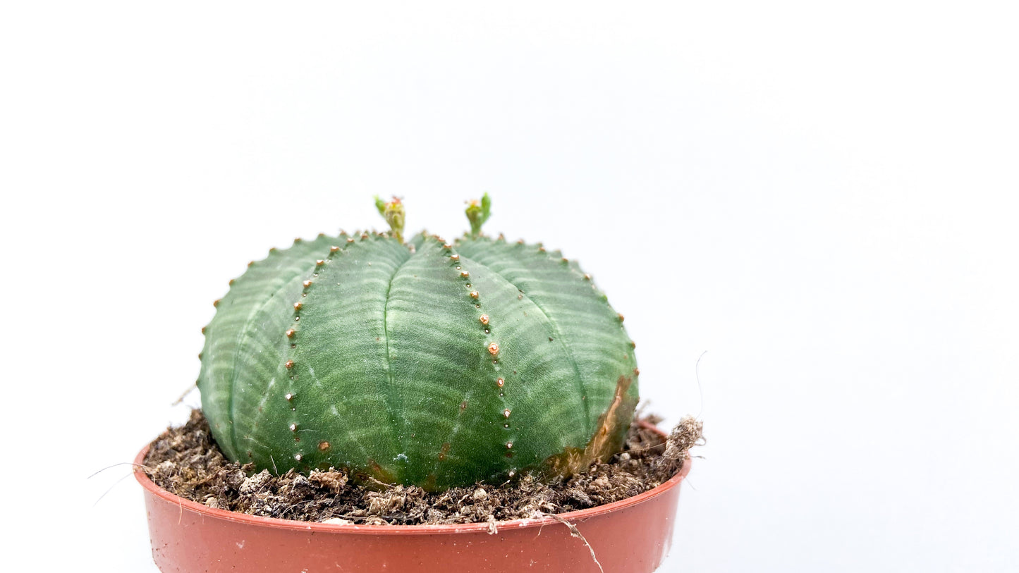 Euphorbia Obesa
