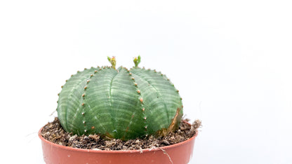 Euphorbia Obesa