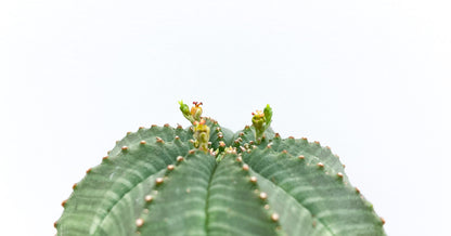 Euphorbia Obesa