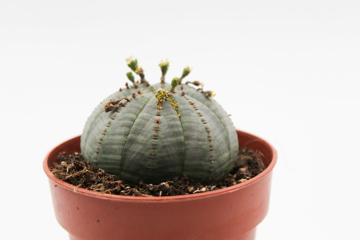 Euphorbia Obesa