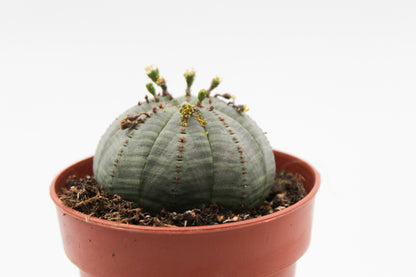 Euphorbia Obesa