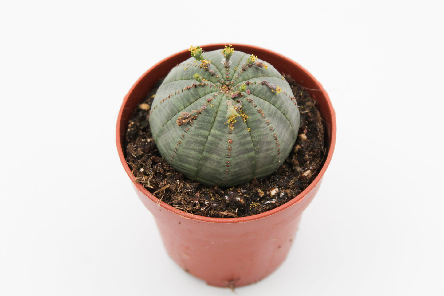 Euphorbia Obesa