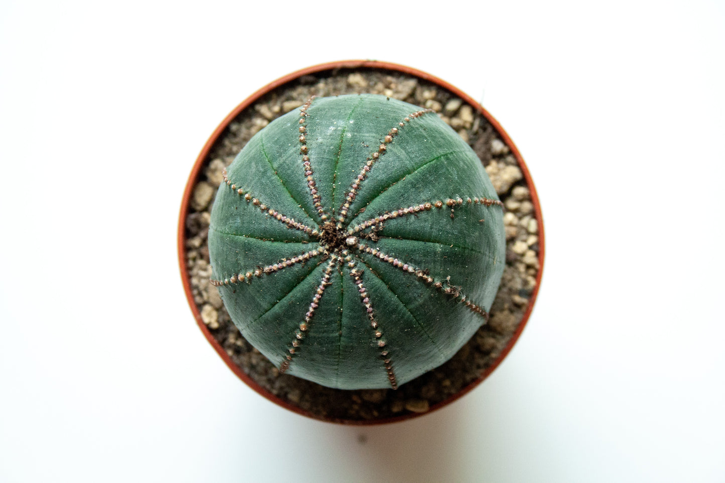 Euphorbia Obesa