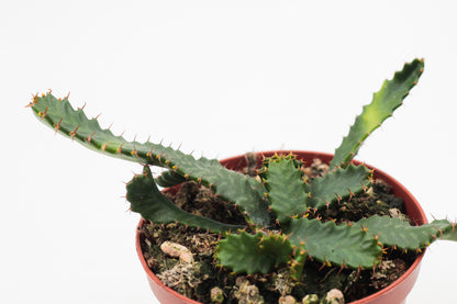 Euphorbia Stellata caudex