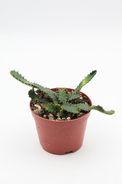 Euphorbia Stellata caudex