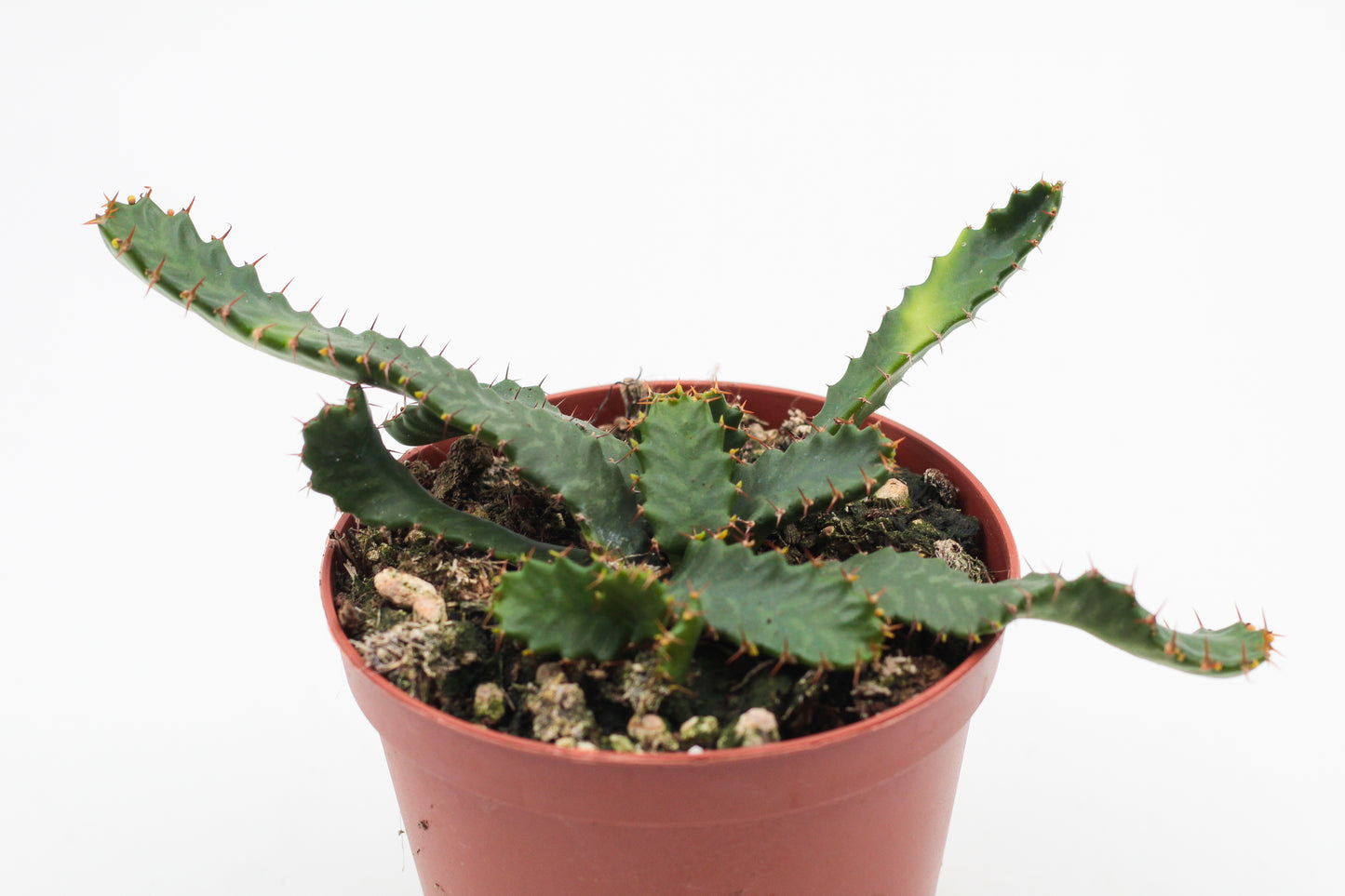 Euphorbia Stellata caudex