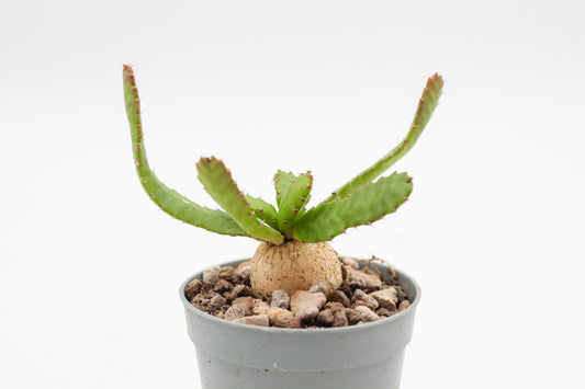 Euphorbia Stellata caudex