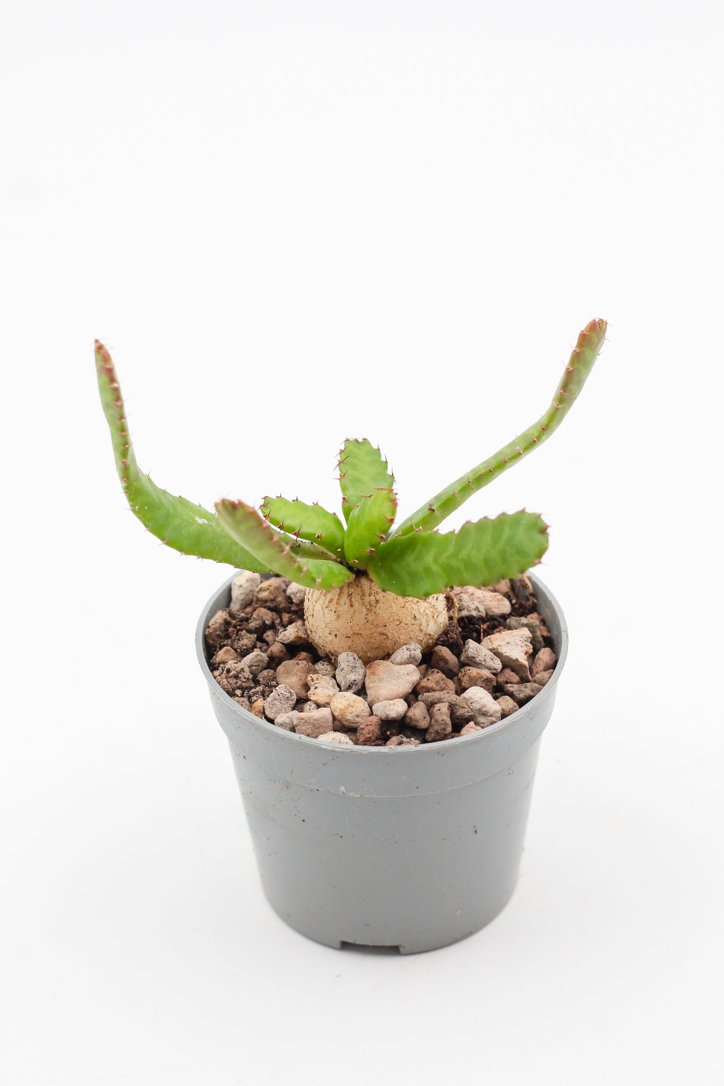 Euphorbia Stellata caudex
