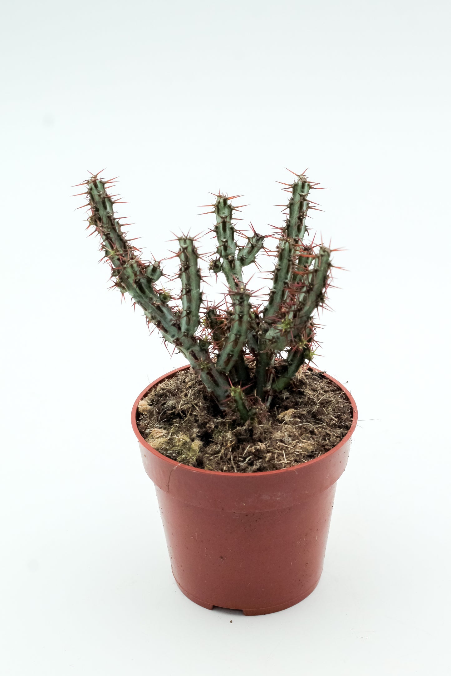 Euphorbia aeruginosa