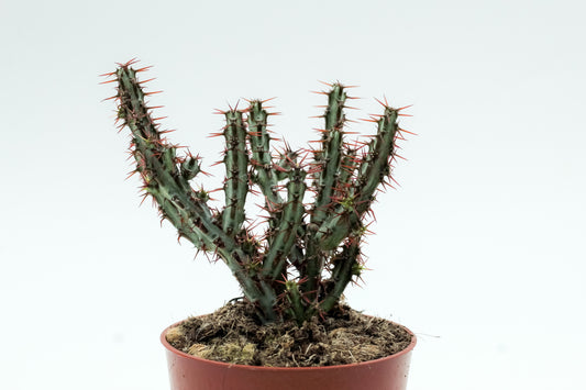 Euphorbia aeruginosa