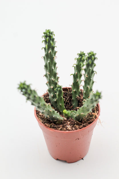 Euphorbia caput-medusa