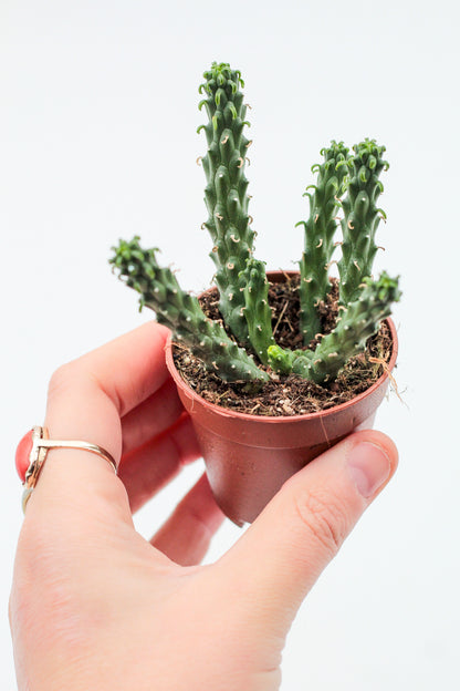 Euphorbia caput-medusa