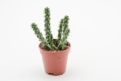 Euphorbia caput-medusa