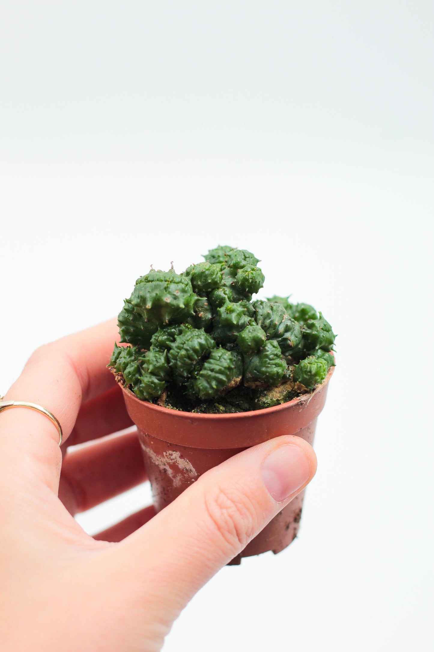 Euphorbia cv. Green Elf crystal