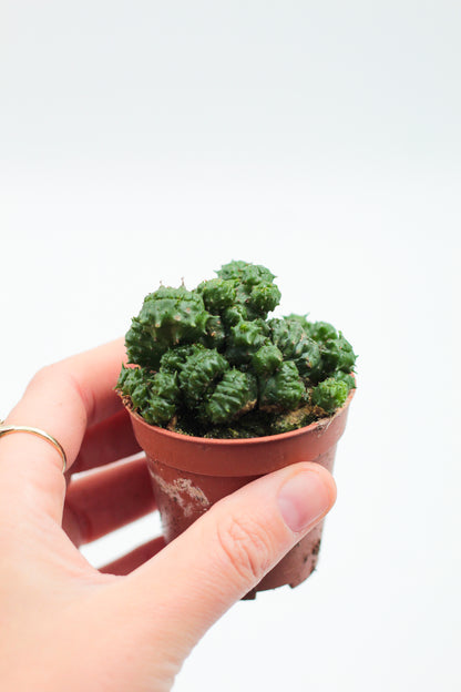 Euphorbia cv. Green Elf crystal