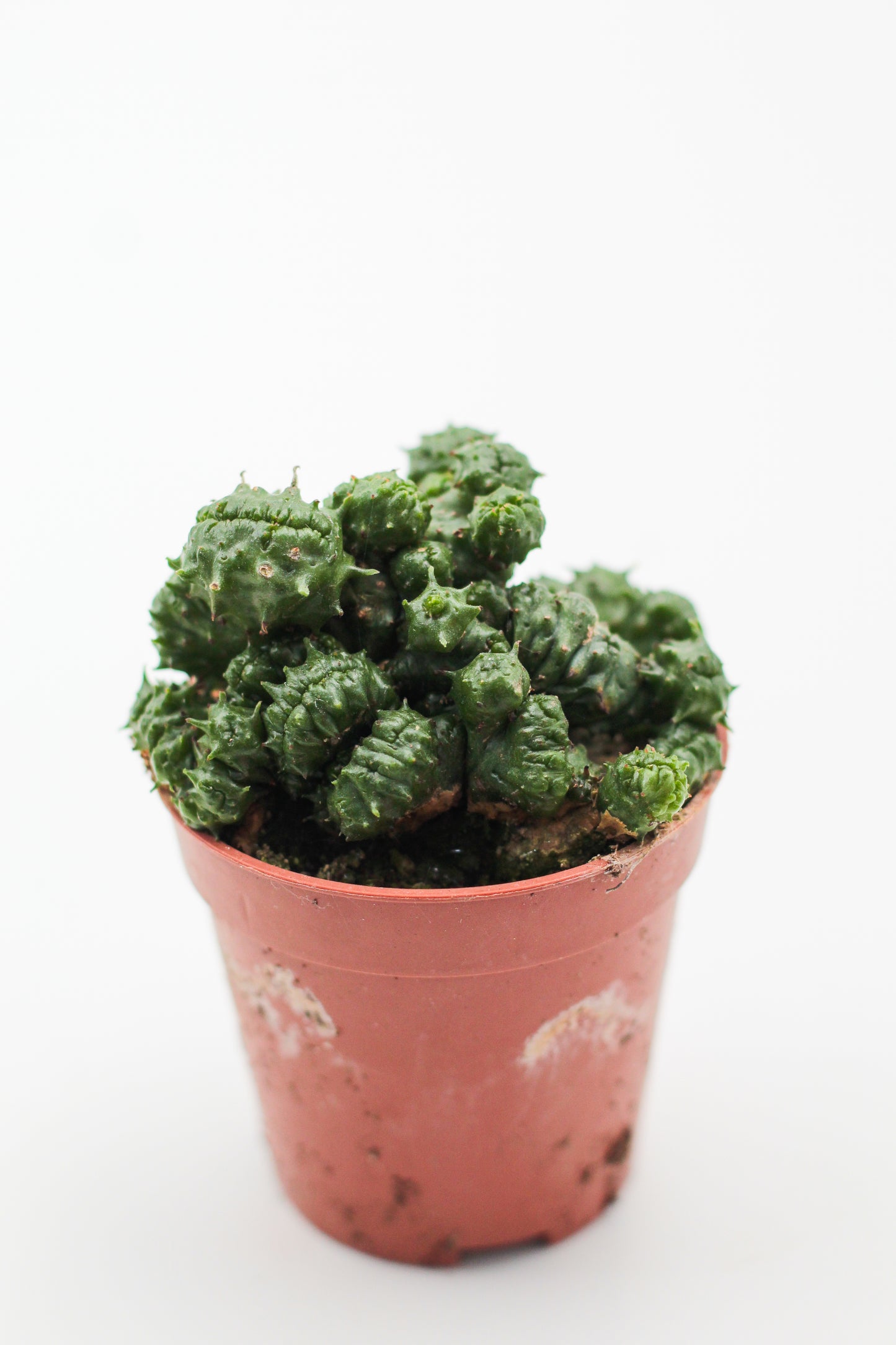 Euphorbia cv. Green Elf crystal