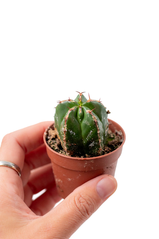 Euphorbia handiensis