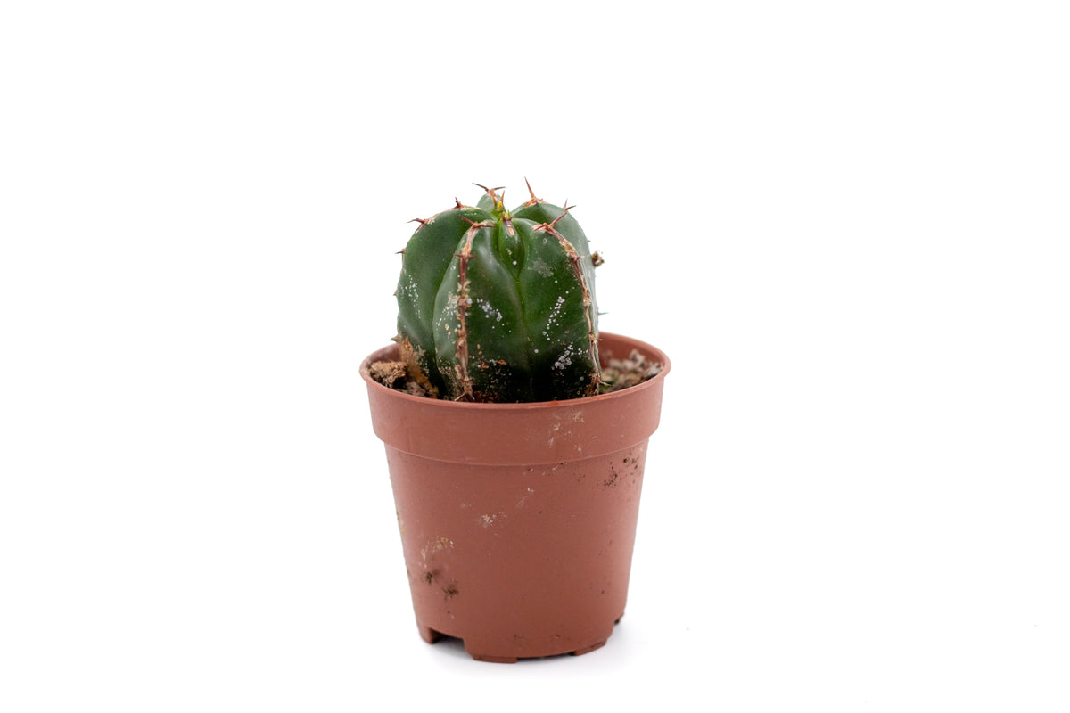 Euphorbia handiensis