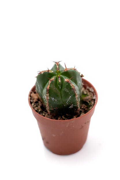Euphorbia handiensis