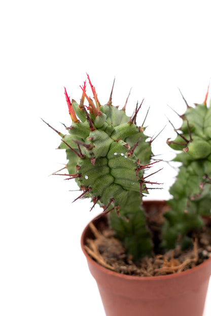 Euphorbia horrida monstruosa