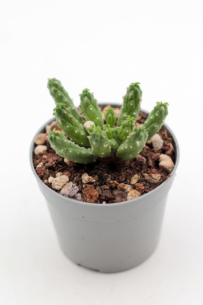 Euphorbia inermis