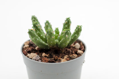 Euphorbia inermis