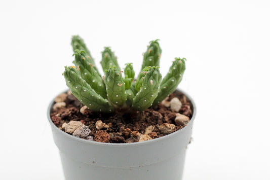 Euphorbia inermis