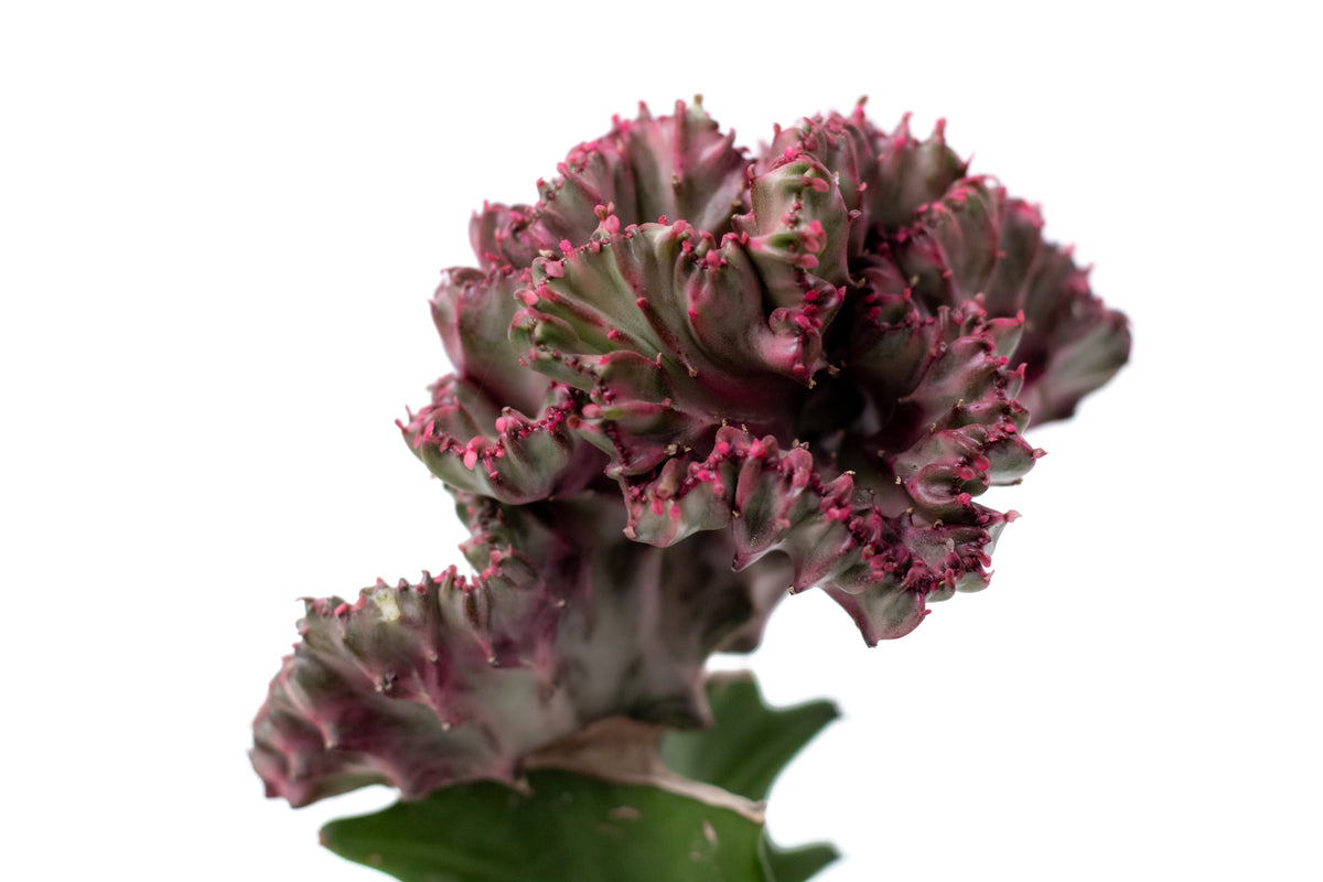 Euphorbia lactea cristaat
