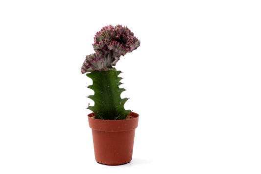 Euphorbia lactea cristaat