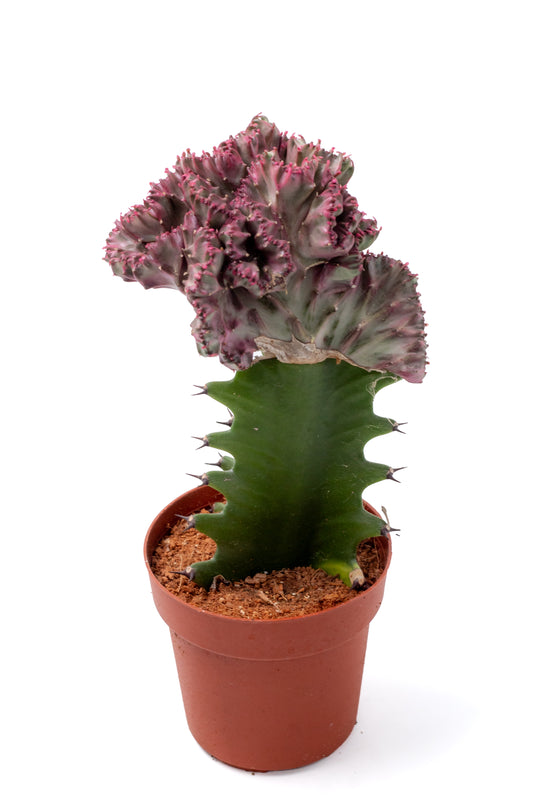 Euphorbia lactea cristaat