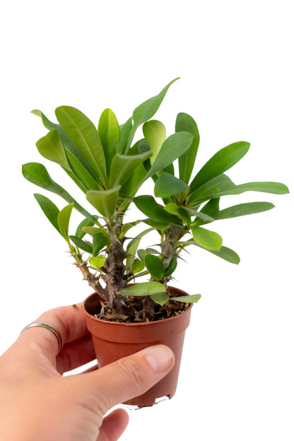Euphorbia milii mini