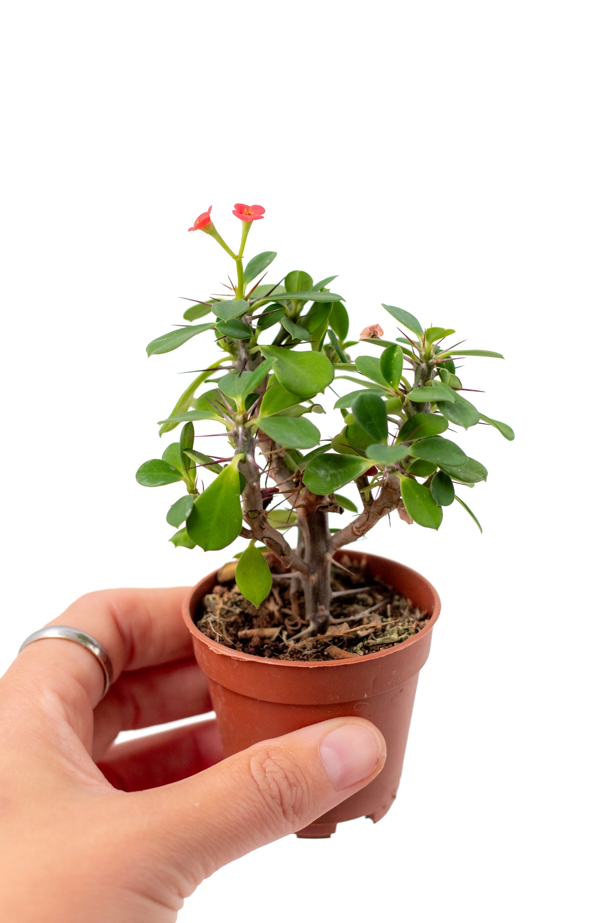 Euphorbia milii mini