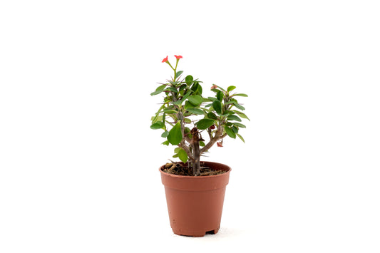 Euphorbia milii red 'Vulcanus'