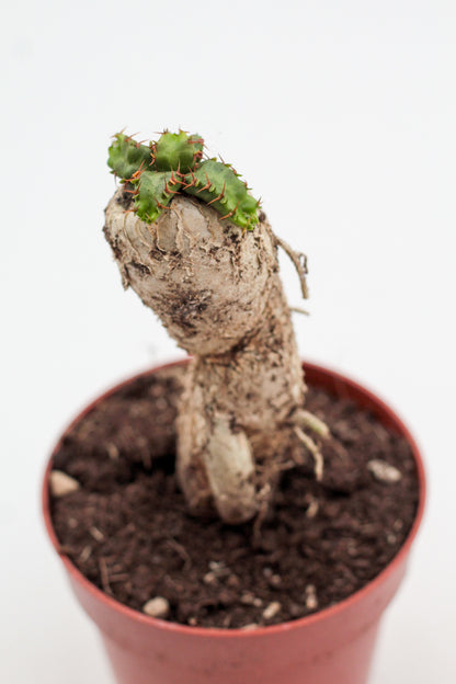 Euphorbia stellata caudex