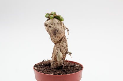 Euphorbia stellata caudex
