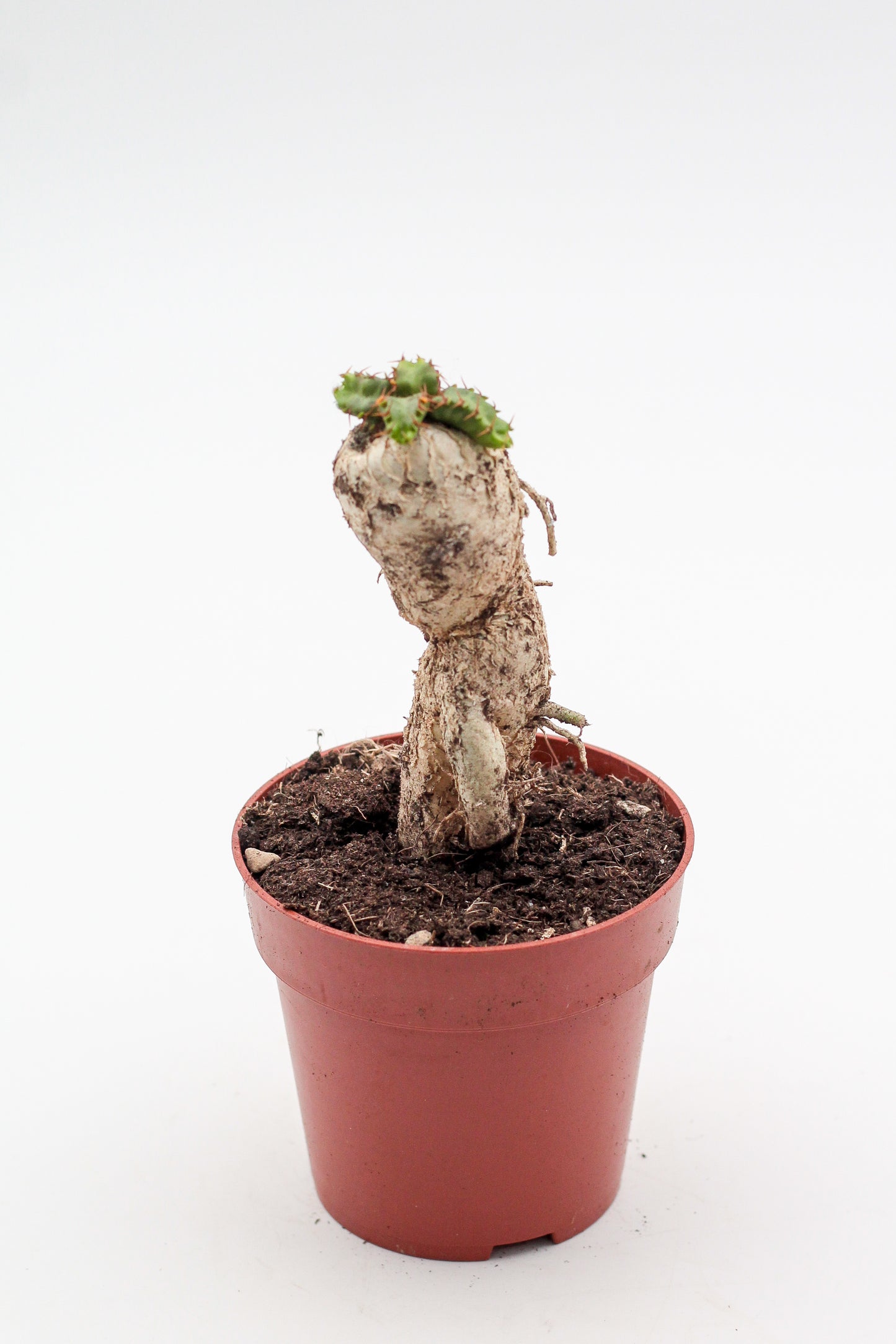 Euphorbia stellata caudex