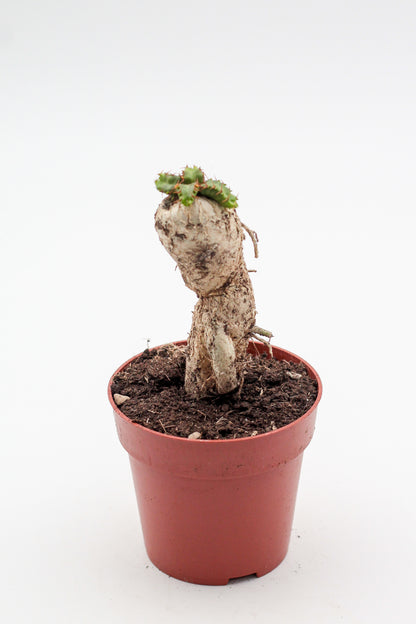 Euphorbia stellata caudex