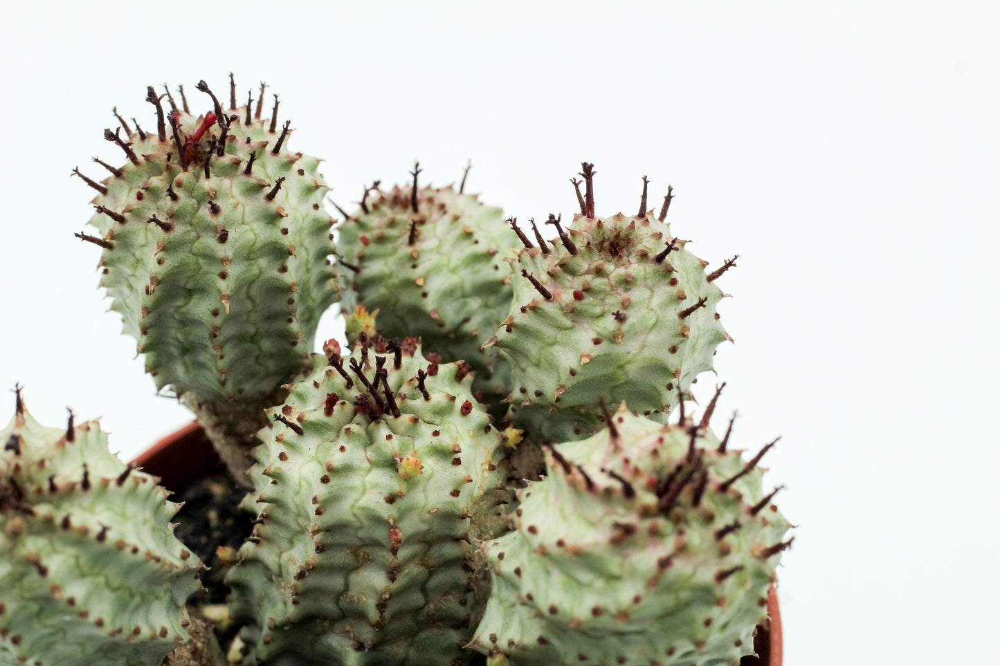 Euphorbia submammillaris variegata