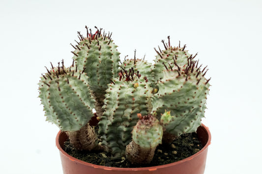 Euphorbia submammillaris variegata